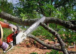 Lawn Pest Prevention in Beach Park, IL