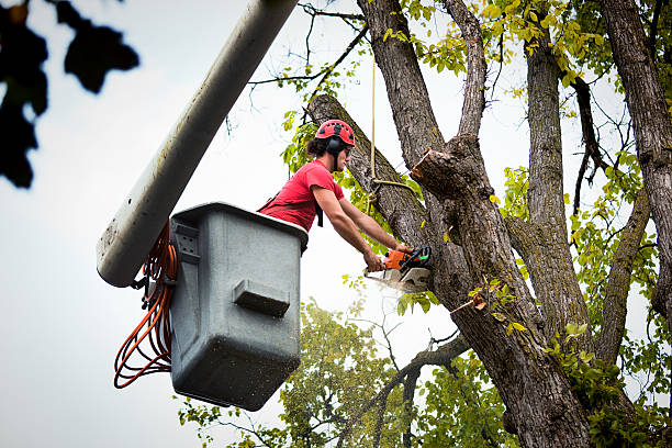 Mulching Services in Beach Park, IL